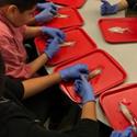 Students cutting a fish on a red tray.