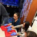 3 students in blue gloves working with small fish on a red tray. 